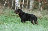 ROTTWEILER 429